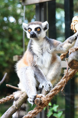 monkey lemur is watching everithing around him