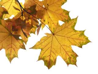 Naklejka na ściany i meble autumn leaves isolated on white focus on the nearest