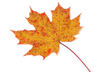 Fall spotted maple leaf on white background