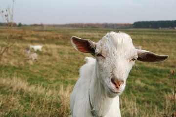 portrait of white female goat