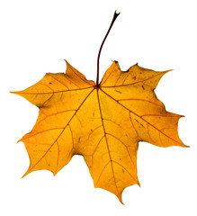 Maple leaf isolated on white. Clipping path included