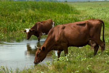 two brown cows on the watering place