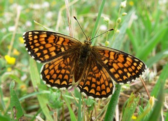 farfalla con ali distese