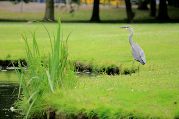 Obraz premium Heron in the wild