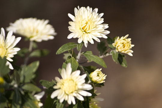 wei&szlig;e Herbstastern