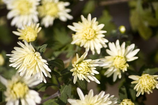 wei&szlig;e Herbstastern