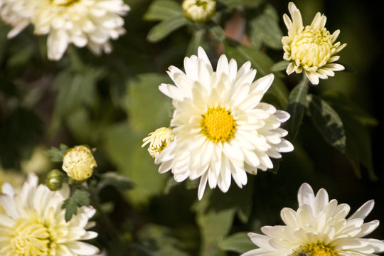 wei&szlig;e Herbstastern