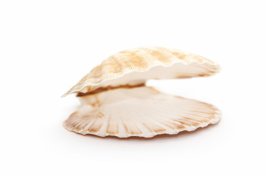 open seashell