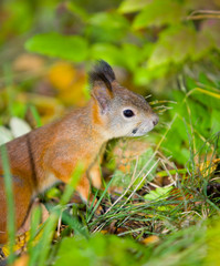 Naklejka na ściany i meble the small red squirrel in green grass, closeup