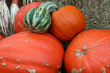 Orange pumpins and green gourd used as  fall decorations.