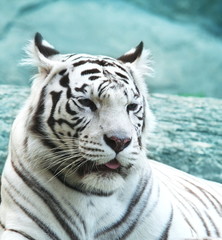 White tiger