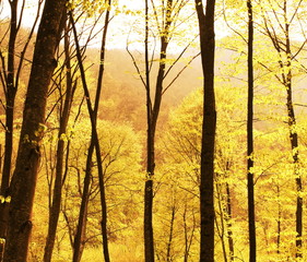 Fototapeta premium Fall in the forest