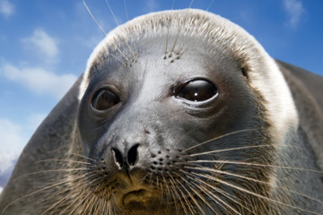Naklejka premium The Baikal seal