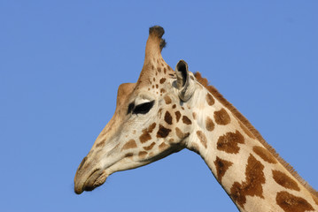 Portrait de girafe