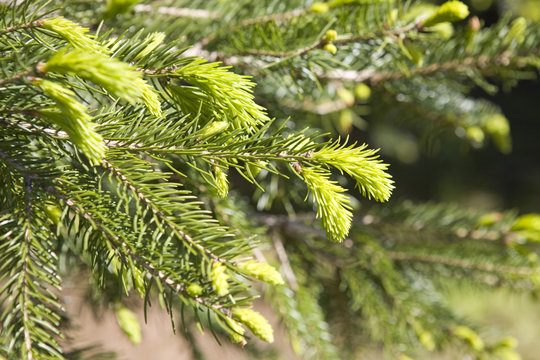 Pine