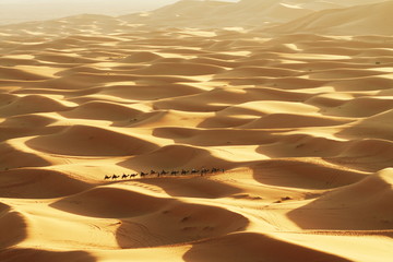 Fototapeta na wymiar Caravan in Sahara desert