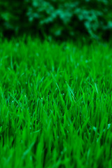 Fresh green grass with dewdrops