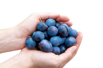Prunes in hands isolated on white.