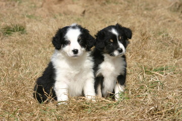 chiot duo berger australien assis sagement