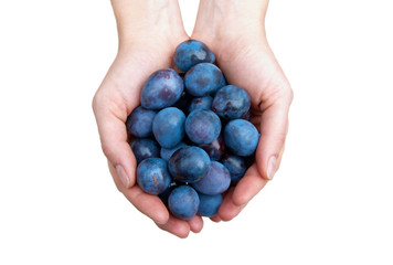 Prunes in hands isolated on white.