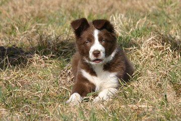 chiot border collie rouge et blanc couché