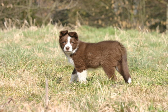 Chiot Border Collie Rouge Et Blanc De Profil Buy This Stock Photo And Explore Similar Images At Adobe Stock Adobe Stock