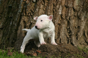 T4 Ftcdn Net Jpg 00 09 31 240 F Zzrs