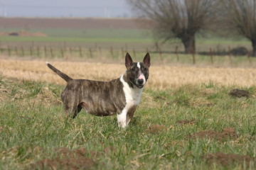 mini bull de profil à la campagne © Dogs