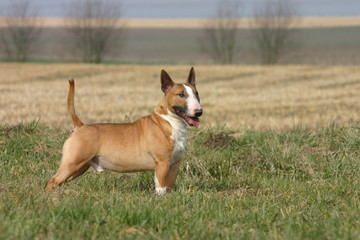 mini bull terrier fauve de profil à la campagne