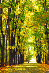Fototapeta premium Autumn maple alley in the park