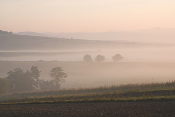 Morning landscape with tree and fog