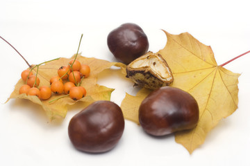 arrangement made of leaves, chestnuts and rowanberries