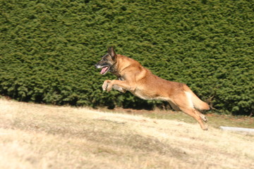 berger belge malinois bondissant