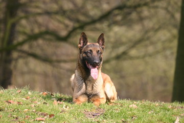 berger belge malinois couché