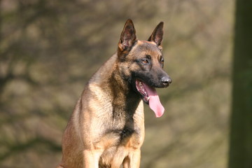 berger belge malinois à l'air hagard