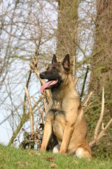 berger belge malinois assis à la campagne