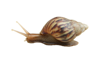 Snail isolate white background
