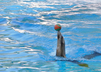 Phoque jouant avec un ballon