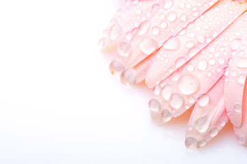 pink wet petals of gerbera on white background