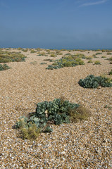 A pebble beach with a clear blue sky
