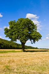 Fototapeta na wymiar Samotne drzewo na polu