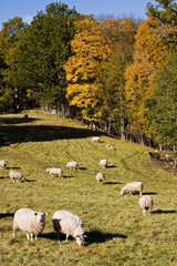 Obraz premium Sheep at the field