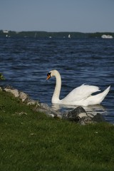 Schwan