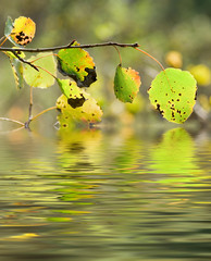 birch leaves, reflected in water