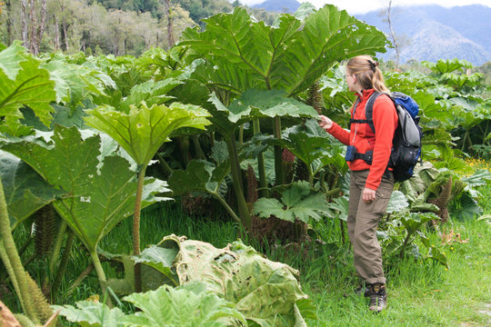 Frau vor Nalca Pflanze, Nationalpark Pumalin, Chile