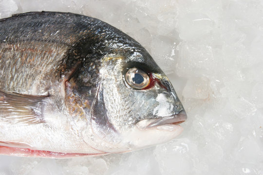 Closeup of gilt head sea bream fish on ice