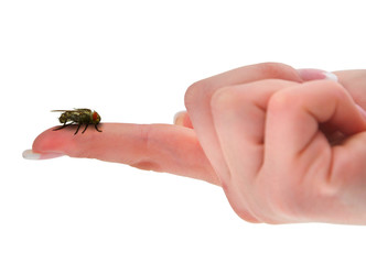 home fly sitting on finger, isolated on white