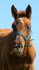 the sorrel trakehner foal on blue background