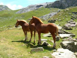 Poulains en Ossau