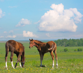 Fototapeta na wymiar two trakehner foals in field